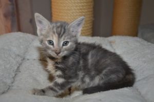 chipsy_20161111_0001_680