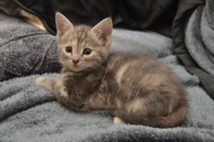 chipsy_20161113_0001_680