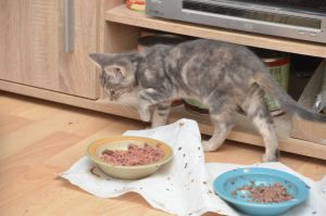 Chipsy_20161209_0006_klein