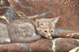 Chipsy_20161209_0009_klein