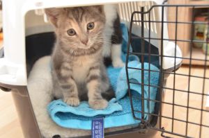 Chipsy_20161209_0011_klein