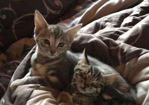 Chipsy_20161225_0002_1_klein