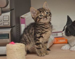 chrush_20161113_0001_1_680