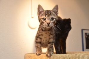 Crush-Anakin_20161209_0002_klein