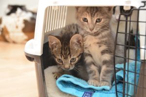 Crush-Chipsy_20161209_0001_klein