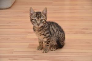 Crush_20161209_0001_klein