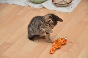 Crush_20161209_0007_klein