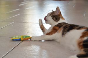 Dana_20170211_0017_klein