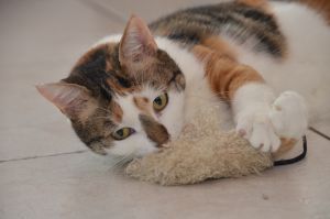 Dana_20170211_0029_klein