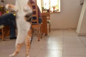 Dana_20170211_0032_klein