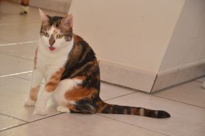 Dana_20170211_0033_klein