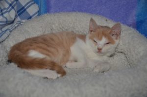 dreamer_20160913_0003_680