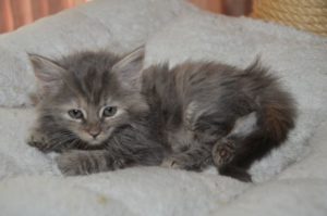 faith_20161111_0001_680