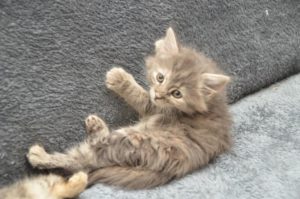 faith_20161114_0001_1_680