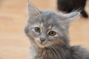 Faith_20161209_0008_klein