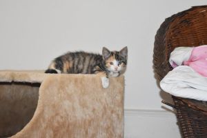 flora_20160905_0001_klein