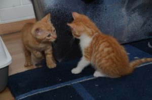 Gato-Ural_20150614_0002_680