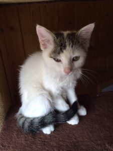 Haexli_20150713_0001