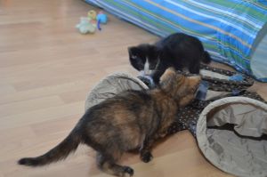 hope-moritz_20160916_0001_klein