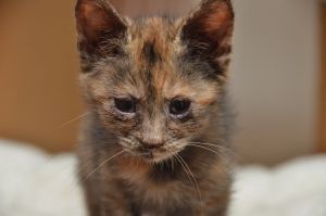 hope_20161019_0004_klein