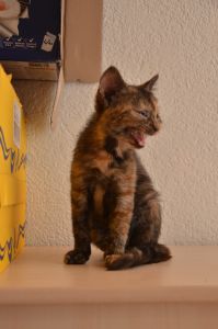 hope_20161028_0002_klein