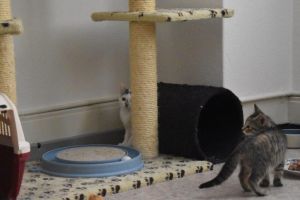 jana-arwen_20160905_0001_klein