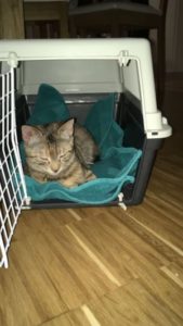 Khaleesi_20170107_0001_klein