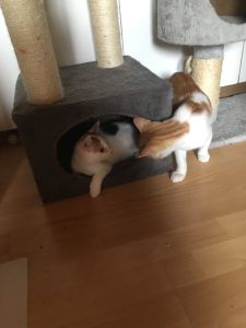 Kim-Tom_20160917_0001_klein