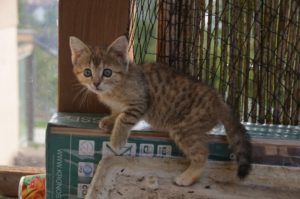 kira_20161922_0009_680