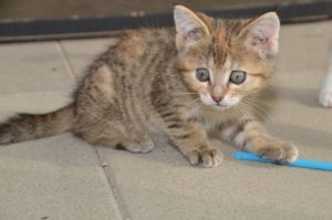 kira_20161922_0017_680