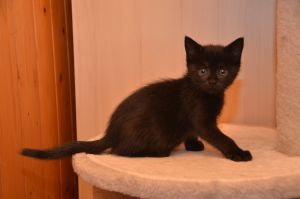 kirana_20161009_0003_klein