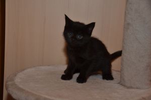 kirana_20161009_0008_klein