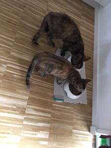 Leia-Khaleesi_20170108_0001_klein