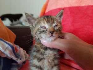 liara_20160913_0007_klein