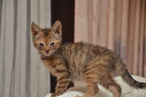 liara_20161019_0005_klein