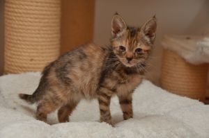 liara_20161019_0008_klein