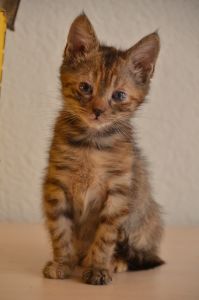 liara_20161028_0008_klein