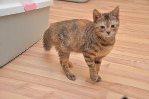 Liara_20161209_0001_klein