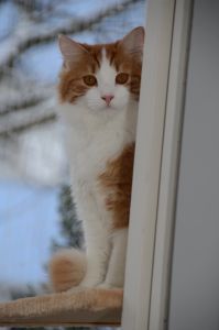 Lucky_20170115_0011_klein