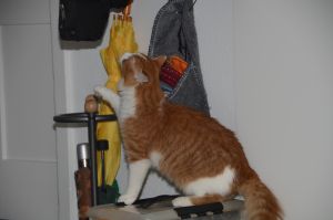 Lucky_20170115_0040_klein