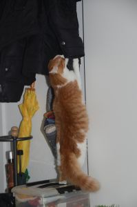 Lucky_20170115_0041_klein