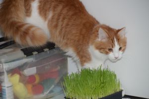 Lucky_20170115_0043_klein