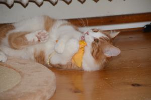 Lucky_20170115_0050_klein