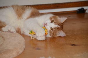 Lucky_20170115_0052_klein