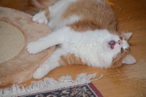 Lucky_20170115_0055_klein