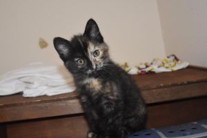 lucy_20160905_0001_klein