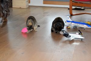 Lulu-Bella_20170208_0001_klein