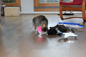 Lulu-Bella_20170208_0005_klein