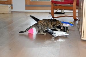 Lulu-Bella_20170208_0006_klein