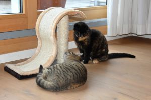 Lulu-Bella_20170208_0010_klein